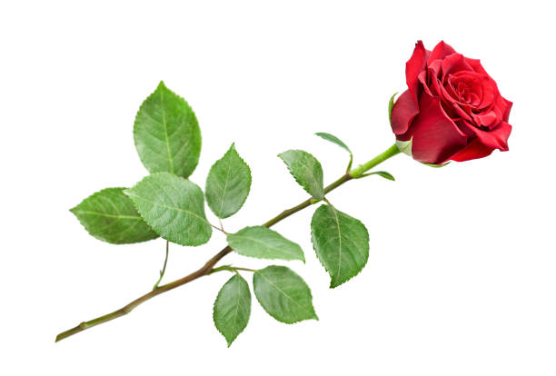 La rose 🌹